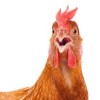 /home/lecreumo/public html/wp content/uploads/2017/07/chicken