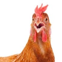 /home/lecreumo/public html/wp content/uploads/2017/07/chicken