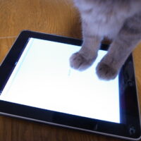 /home/lecreumo/public html/wp content/uploads/2023/11/cat with ipad