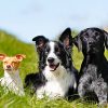 Purebred dog outdoors on a sunny summer day.
