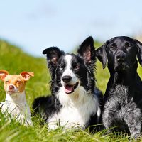 Purebred dog outdoors on a sunny summer day.
