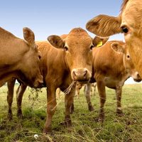Group of curious cows munching on hay.